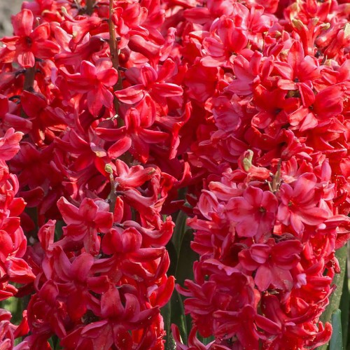 Hiacynt Red Glory