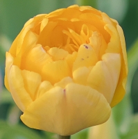Tulipan Yellow Pomponette.jpg
