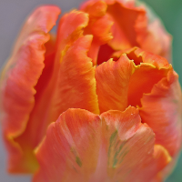 Tulipan Orange Favourite
