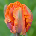 Tulipan Orange Favourite