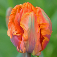 Tulipan Orange Favourite