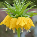Szachownica Lutea