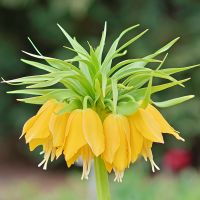 Szachownica Lutea