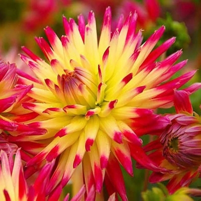 Dalia kaktusowa Tahiti Sunrise 1szt
