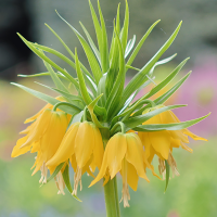 Szachownica Lutea