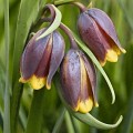 Szachownica Uva Vulpis