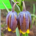 Szachownica Uva Vulpis