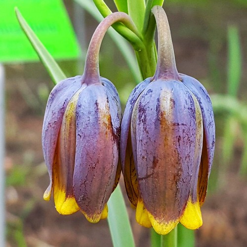 Szachownica Uva Vulpis