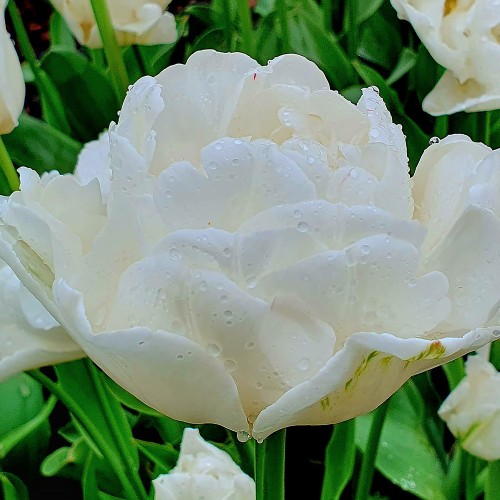 Tulipan Casablanca