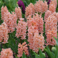 Hiacynt Gipsy Queen