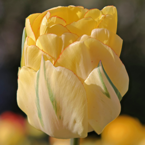 Tulipan pełny Vanilla Coup 5szt