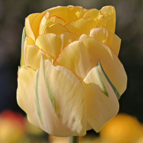 Tulipan Vanilla Coup