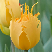 Tulipan Yellow Fabio