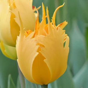 Tulipan strzępiasty Yellow Fabio 5szt