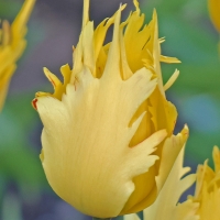 Tulipan Yellow Fabio