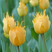 Tulipan Yellow Fabio