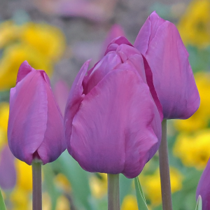 Tulipan Darwina Purple Pride 5szt