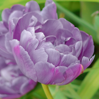 Tulipan Blue Diamond
