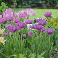 Tulipan Blue Diamond