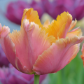 Tulipan Flaming Memory