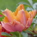 Tulipan Flaming Memory