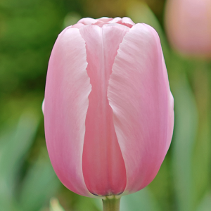 Tulipan Darwina Pink Pride 5szt
