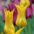 Tulipan Flashback