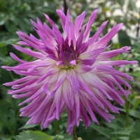 Dalia Mingus Randy.jpg
