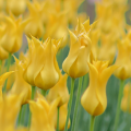 Tulipan Flashback