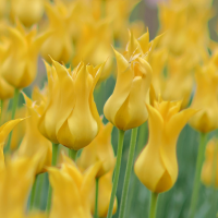Tulipan Flashback