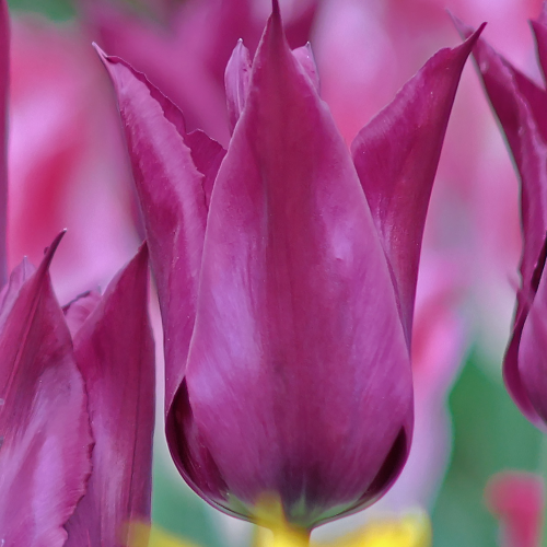 Tulipan Burgundy