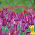 Tulipan Burgundy