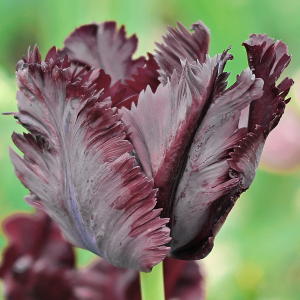 Tulipan papuzi Black Parrot 5szt