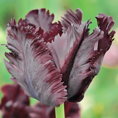 Tulipan papuzi Black Parrot 5szt