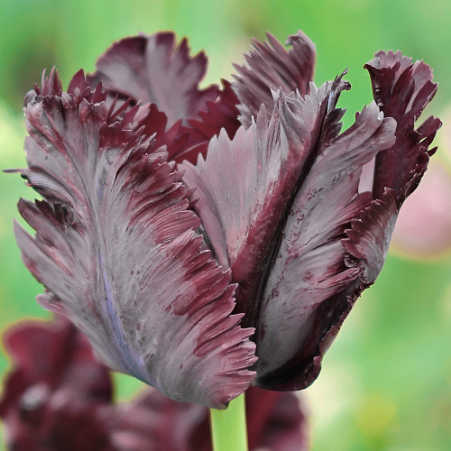 Tulipan Black Parrot