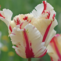 Tulipan Estella Rijnveld