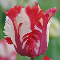 Tulipan Estella Rijnveld