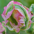 Tulipan Green Wave