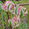 Tulipan Green Wave