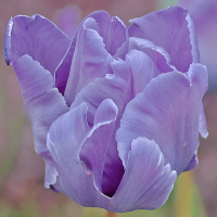 Tulipan Blue Parrot