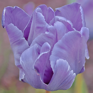 Tulipan papuzi Blue Parrot 5szt