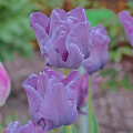 Tulipan Blue Parrot