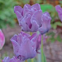 Tulipan Blue Parrot
