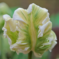 Tulipan Super Parrot
