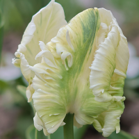 Tulipan Super Parrot