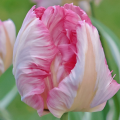 Tulipan Libretto Parrot