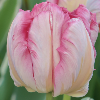 Tulipan Libretto Parrot