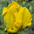 tulipan Texas Gold