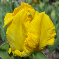 tulipan Texas Gold
