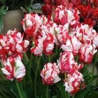 Tulipan Estella Rijnveld.jpg